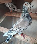 Almond doffer, Dieren en Toebehoren, Vogels | Duiven, Mannelijk, Postduif