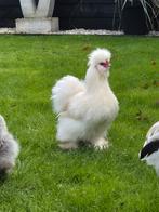 Lieve zijdehoen haan, Dieren en Toebehoren, Pluimvee