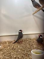 Rijstvogels (jong), Geslacht onbekend, Tropenvogel