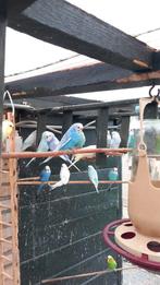 Grasparkieten, Dieren en Toebehoren, Vogels | Parkieten en Papegaaien, Meerdere dieren, Parkiet