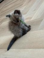 raszuivere ragdoll kittens MOGEN METEEN WEG, Dieren en Toebehoren, Katten en Kittens | Raskatten | Langhaar, Meerdere dieren, Gechipt