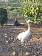 Te koop chinese kraanvogels, Vrouwelijk