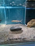 Hydrocynus Goliath, Tijgervis, Vis, Zoetwatervis