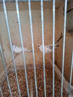 Koppel bonte diamantduiven, Dieren en Toebehoren, Vogels | Overige Vogels, Meerdere dieren, Geringd