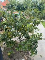 Appelboom golden delicious, Ophalen, Lente, Volle zon, Appelboom