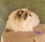 Lieve Ragdoll Poes, Dieren en Toebehoren, Katten en Kittens | Raskatten | Langhaar, Poes