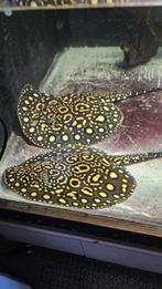 Kopprel hybride blackdiamond thousand islands, Dieren en Toebehoren, Vis