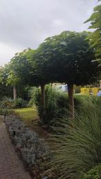 2 Catalpa's - zelf eruit halen, Tuin en Terras, Overige soorten, 100 tot 250 cm, Zomer, Ophalen