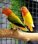 Agapornis fischerie opaline lutino( GERESERVEERD), Meerdere dieren, Dwergpapegaai of Agapornis