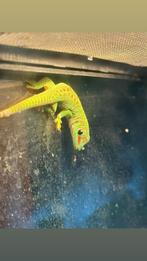 phelsuma grandis naakweek, Dieren en Toebehoren, Hagedis, 0 tot 2 jaar