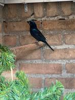 Braziliaanse blauwe bisschoppen 24-25, Dieren en Toebehoren, Vogels | Overige Vogels, Meerdere dieren, Geringd