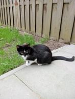 Te koop europese korthaar kit poes, Dieren en Toebehoren, Katten en Kittens | Raskatten | Korthaar, Poes, 0 tot 2 jaar