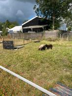 Wie kan me schapen scheren, Dieren en Toebehoren, Schapen, Geiten en Varkens