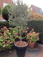 Olijfboom in pot met olijf, Tuin en Terras, Lente, 100 tot 250 cm, Olijfboom, Ophalen