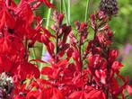Vaste plant : Lobelia "Queen Victoria" 2 euro, Vaste plant, Halfschaduw, Zomer, Ophalen