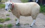SWIFTER RAMLAM, Dieren en Toebehoren, Schapen, Geiten en Varkens, Mannelijk, Schaap, 0 tot 2 jaar