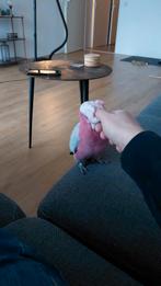 Rose kaketoe man 2022 met certificaat en getest, Dieren en Toebehoren, Vogels | Parkieten en Papegaaien, Mannelijk, Papegaai