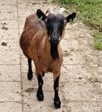 GEIT, Dieren en Toebehoren, Schapen, Geiten en Varkens, Vrouwelijk, Geit, 6 jaar of ouder
