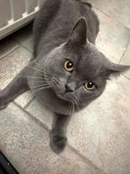 Britse korthaar, Dieren en Toebehoren, Ophalen of Verzenden, Zo goed als nieuw