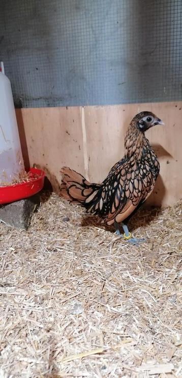 Prachtige Sebright hennen, kuikens beschikbaar voor biedingen
