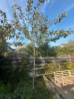 Perenboom - Zelf Uitgraven, Tuin en Terras, Planten | Bomen, Overige soorten, Lente, 400 cm of meer, Ophalen