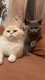 Britse korthaar Pablo (2 jaar) & Esco (1 jaar), Dieren en Toebehoren, Katten en Kittens | Raskatten | Korthaar, Kater