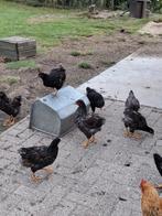 Hanen barnevelder blauwe/goude 17 weken oud, Dieren en Toebehoren, Pluimvee, Mannelijk, Kip