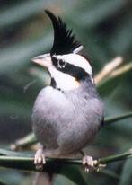 Gezocht koppel Bolivaanse Bergkardinaal, Dieren en Toebehoren, Vogels | Overige Vogels, Meerdere dieren, Tropenvogel