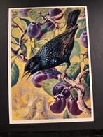 Spreeuw getekend Ko van den Broecke, Verzenden, 1960 tot 1980, Gelopen, Vogel