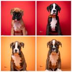 boxerpuppy's met FCI-papieren, Dieren en Toebehoren, Honden | Bulldogs, Pinschers en Molossers, Overige rassen, 8 tot 15 weken