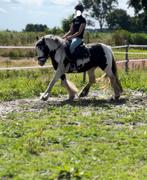 Gemotiveerde bijrijder aangeboden peizermade/hoogekerk, Dieren en Toebehoren