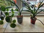 Stekjes pannenkoeplant clivia sanseveria, Huis en Inrichting, Ophalen, Overige soorten, Minder dan 100 cm