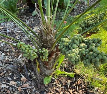 Trachycarpus (fortunei x nanus) X wagnerianus F2 beschikbaar voor biedingen