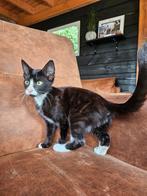Kitten, Dieren en Toebehoren, Kater, Kortharig, 0 tot 2 jaar
