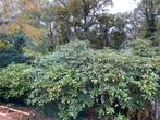 Struiken en tuinplanten gratis af te halen, Ophalen, Rhododendron, Struik, 100 tot 250 cm