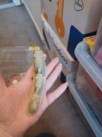 Speksteen olifant, houten beeldje, Verzamelen, Beelden en Beeldjes, Ophalen of Verzenden, Zo goed als nieuw, Dier