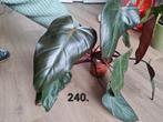 Philodendron Dark Lord - Zeldzame kamerplant!, Ophalen of Verzenden, Halfschaduw, Minder dan 100 cm