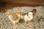 Wyandotte kuikens | Grote kippen | Gesekst | Passend advies!, Dieren en Toebehoren, Pluimvee