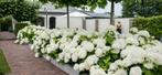 Hortensia Strong Annabelle, Tuin en Terras, Planten | Tuinplanten, Vaste plant, Halfschaduw, Zomer, Ophalen