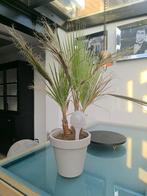 Waaierpalm, Ophalen of Verzenden, Overige soorten, Volle zon