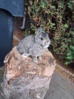 Dwergkonijn, Dieren en Toebehoren, Konijnen, Vrouwelijk, Dwerg, 0 tot 2 jaar