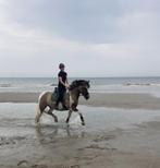 Unieke familie pony, Dieren en Toebehoren, E pony (1.48m - 1.57m), Ruin, 3 tot 6 jaar, L