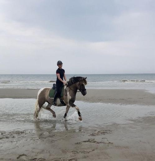 Unieke familie pony, Dieren en Toebehoren, Pony's, Ruin, L, E pony (1.48m - 1.57m), Recreatiepony, 3 tot 6 jaar
