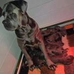🩵🩷CANE CORSO PUPS 🩵🩷BIJNA 🏘, Overige rassen, 8 tot 15 weken, Meerdere, Meerdere dieren