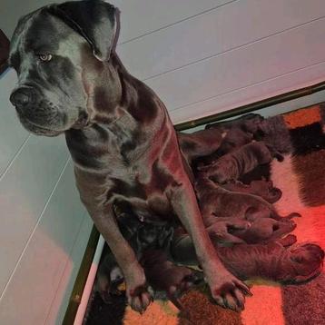 🩵🩷CANE CORSO PUPS 🩵🩷BIJNA 🏘 beschikbaar voor biedingen