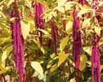 Zaden Kattenstaart Amarant - Amaranthus caudatus Red, Verzenden, Gehele jaar, Volle zon, Zaad