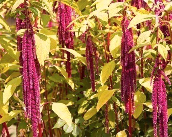 Zaden Kattenstaart Amarant - Amaranthus caudatus Red, Tuin en Terras, Bloembollen en Zaden, Zaad, Gehele jaar, Volle zon, Verzenden