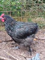 Mooie lieve haan? Orphington Marans Ameraucana, Dieren en Toebehoren, Pluimvee, Mannelijk, Kip