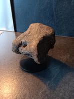 Dinosaurus tand dino sauropod bot two medicine, Verzenden, Fossiel