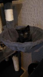 Britse korthaar kitten, Dieren en Toebehoren, Katten en Kittens | Raskatten | Langhaar, Meerdere dieren, Ingeënt